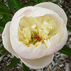 ����  ���� ����������� ��������, ������ �� 867 ���