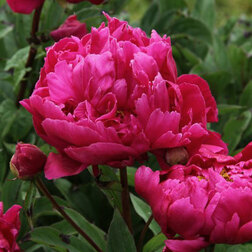 ����  ���� ����������� (���� ����������), ������ �� 629 ���