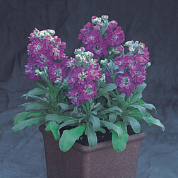 ����  �������� ���������� ��� (1��-250��) ���������������� ������, ������ �� 720 ���