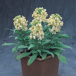 ����  �������� ���������� ����� (1��-250��) ���������������� ������, ������ �� 720 ���