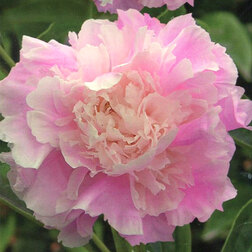 ����  ���� ����������� �������� �������, ������ �� 714 ���