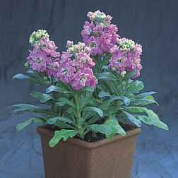 ����  �������� ���������� �������� (1��-250��) ���������������� ������, ������ �� 720 ���