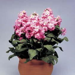 ����  �������� ���������� ���� (1��-250��) ���������������� ������, ������ �� 720 ���