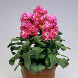 ����  �������� ���������� ��� ���� (1��-250��) ���������������� ������, ������ �� 720 ���