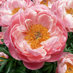 ����  ���� ����������� (����� ����), ������ �� 909 ���