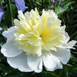 ����  ���� ����������� ����� ������, ������ �� 833 ���