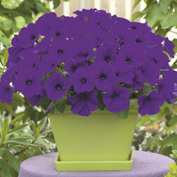 ����  ������� ��������� �������� ��� (1��-100��) ���������������� ������, ������ �� 2560 ���