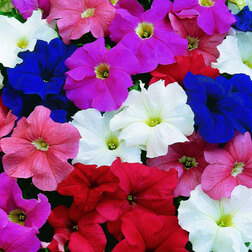 ����  ������� ����������� ����� ���� (1��-100�����) ���������������� ������, ������ �� 320 ���