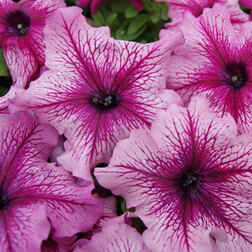 ����  ������� ����������� ����� ��� �� ����� ������ (1��-100�����) ���������������� ������, ������ �� 352 ���