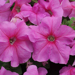 ����  ������� ����������� ����� ��� �� ���� (1��-100�����) ���������������� ������, ������ �� 352 ���