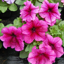 ����  ������� ����������� ����� ��� �� ���� (1��-100�����) ���������������� ������, ������ �� 352 ���