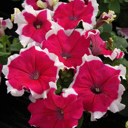 ����  ������� ����������� ����� ��� �� ���� ������ (1��-100�����) ���������������� ������, ������ �� 352 ���