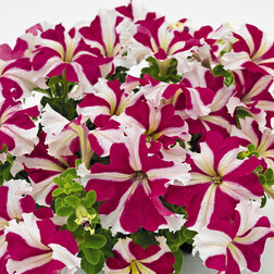 ����  ������� ����������� �������� ���� ���� (1��-100��) ���������������� ������, ������ �� 272 ���