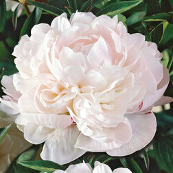 ����  ���� ����������� ������ ����, ������ �� 1241 ���