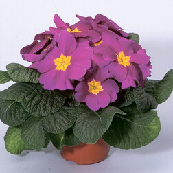 ����  ������� ����� ������ (1��-250��) ���������������� ������, ������ �� 3840 ���