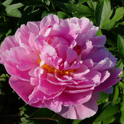 ����  ���� ����������� ���� ������, ������ �� 659 ���