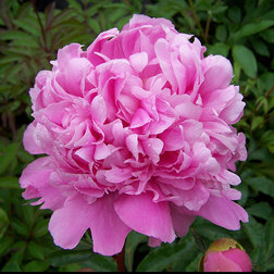 ����  ���� ����������� ���� ���� ���, ������ �� 659 ���