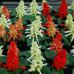 ����  ������� ����� ��������� ���� (1��-100��) ���������������� ������, ������ �� 352 ���