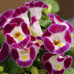 ����  ������� ����� �������� (1 ��-100��) ���������������� ������, ������ �� 704 ���