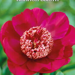 ����  ���� ����������� ������ �����, ������ �� 1079 ���