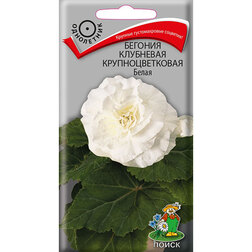 ����  ������� ��������� ��������������� �����, ������ �� 36 ���