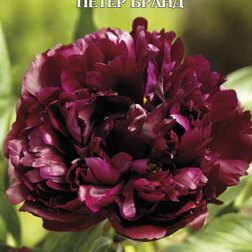 ����  ���� ����������� ����� �����, ������ �� 1071 ���