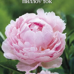 ����  ���� ����������� ������ ���, ������ �� 1955 ���