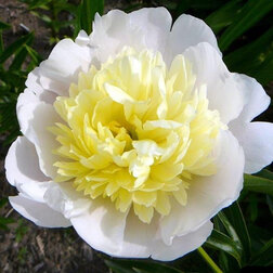 ����  ���� ����������� (���������), ������ �� 833 ���