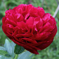 ����  ���� ����������� ��� ������, ������ �� 659 ���