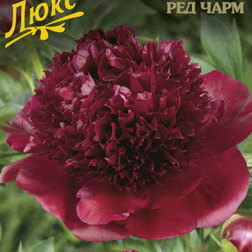 ����  ���� ����������� (��� ����), ������ �� 1258 ���