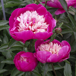 ����  ���� ����������� (���������), ������ �� 1470 ���