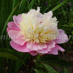 ����  ���� ����������� (������), ������ �� 671 ���