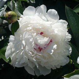 ����  ���� ����������� (������� �������), ������ �� 799 ���