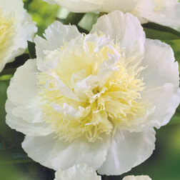 ����  ���� ����������� ���� ����, ������ �� 1113 ���