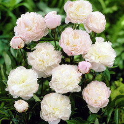 ����  ���� ����������� ����� �����, ������ �� 659 ���