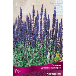 ����  ������� ��������� (������) ���������, ������ �� 455 ���