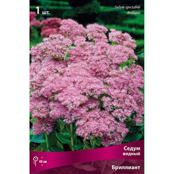 ����  ���������� ����� ������ ���������, ������ �� 445 ���