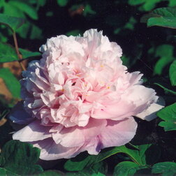 ����  ���� ����������� ������� ����, ������ �� 731 ���