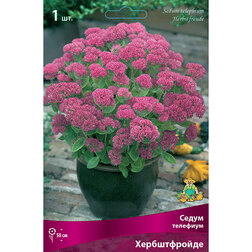 ����  ���������� ����� �������� ������������, ������ �� 379 ���