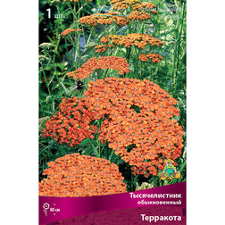 ����  ������������� ������������ ���������, ������ �� 343 ���