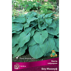 ����  ����� ��������� ��� ������, ������ �� 501 ���