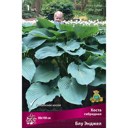 ����  ����� ��������� ��� ������, ������ �� 331 ���