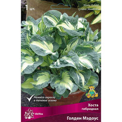 ����  ����� ��������� ������ ������, ������ �� 501 ���