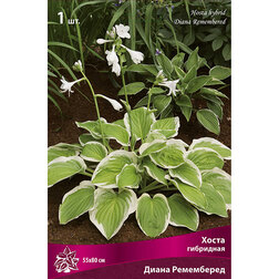 ����  ����� ��������� ����� ����������, ������ �� 292 ���