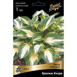 ����  ����� ��������� ������� �����, ������ �� 402 ���