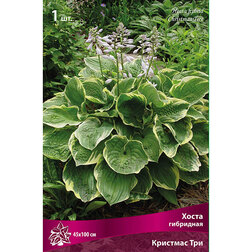 ����  ����� ��������� �������� ���, ������ �� 309 ���