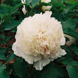 ����  ���� ����������� ���������� ���������, ������ �� 731 ���