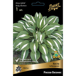 ����  ����� ��������� ����� ������, ������ �� 501 ���