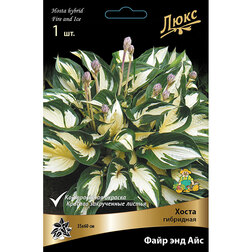 ����  ����� ��������� ���� ��� ���, ������ �� 527 ���