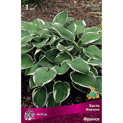 ����  ����� ������� ������, ������ �� 263 ���